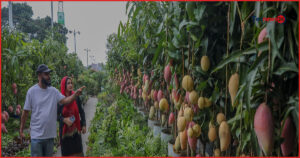 রাজধানীর আগারগাঁওয়ে শুরু হলো মাসব্যাপী জাতীয় বৃক্ষমেলা ২০২৬