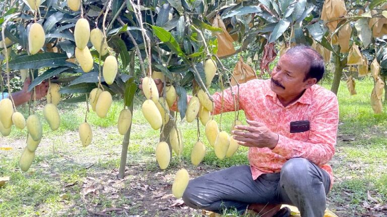 দিনাজপুরের কৃষক আনছার আলীর আম এখন বিশ্ববাজারে