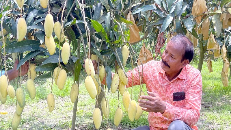 দিনাজপুরের কৃষক আনছার আলীর আম এখন বিশ্ববাজারে