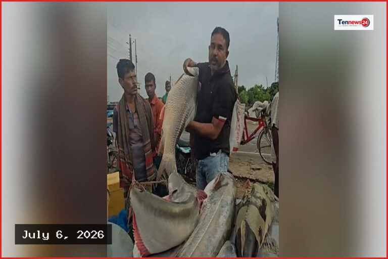 দৌলতদিয়ায় দুই লাখ টাকায় বিক্রি হলো ঢাঁই, রুই ও বাগাড় মাছ
