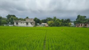 আখাউড়ায় আউশ ধানের বাম্পার ফলনের আশায় কৃষকের স্বপ্ন