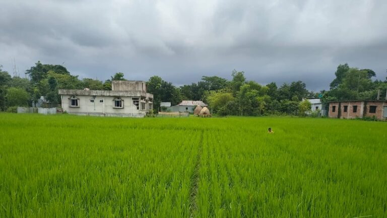 আখাউড়ায় আউশ ধানের বাম্পার ফলনের আশায় কৃষকের স্বপ্ন