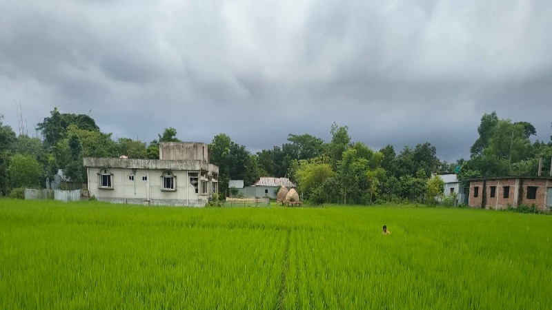 আখাউড়ায় আউশ ধানের বাম্পার ফলনের আশায় কৃষকের স্বপ্ন