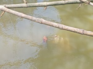 ঝিনাইদহের মহেশপুরে খাল থেকে অজ্ঞাতপরিচয় ব্যক্তির মরদেহ উদ্ধার