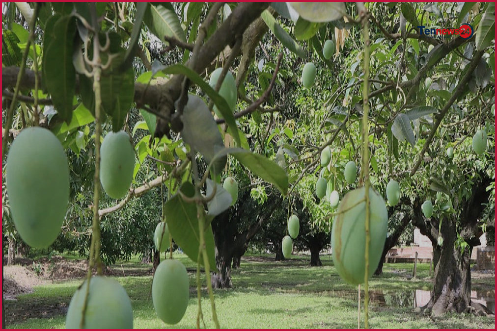 নওগাঁয় আম-বাণিজ্য: কৃষি রূপান্তর ও নারীর কর্মসংস্থান সংকট