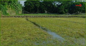 হাতিয়ায় টানা বর্ষণ ও জলাবদ্ধতায় ২৫ হাজার হেক্টর ফসলের ব্যাপক ক্ষতি