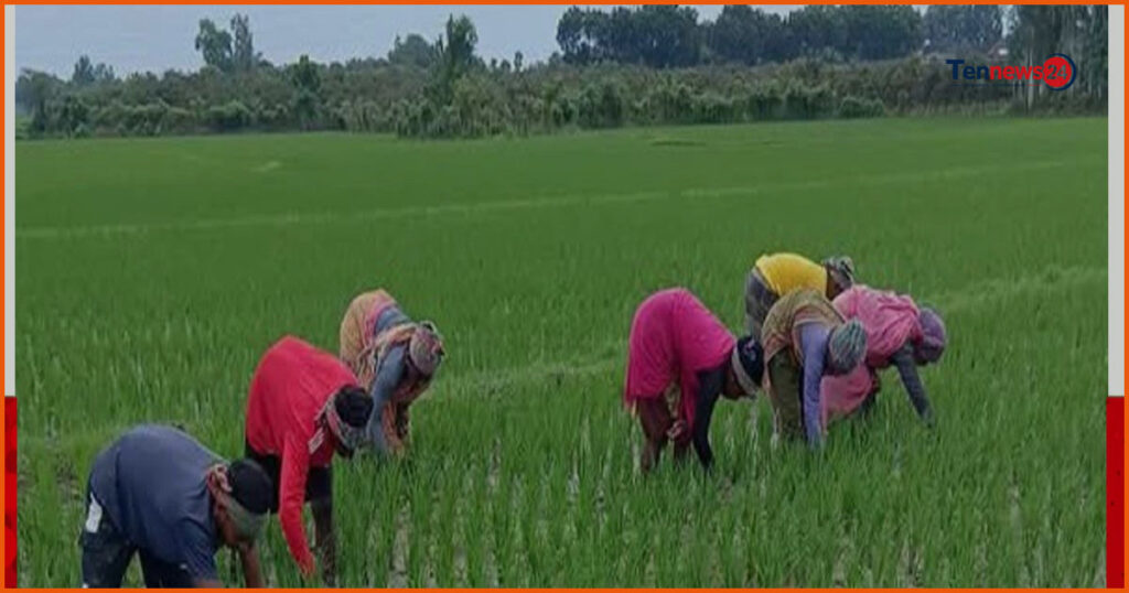 চাঁপাইনবাবগঞ্জের বরেন্দ্রে আমন ধানের পরিচর্যায় ব্যস্ত কৃষকরা