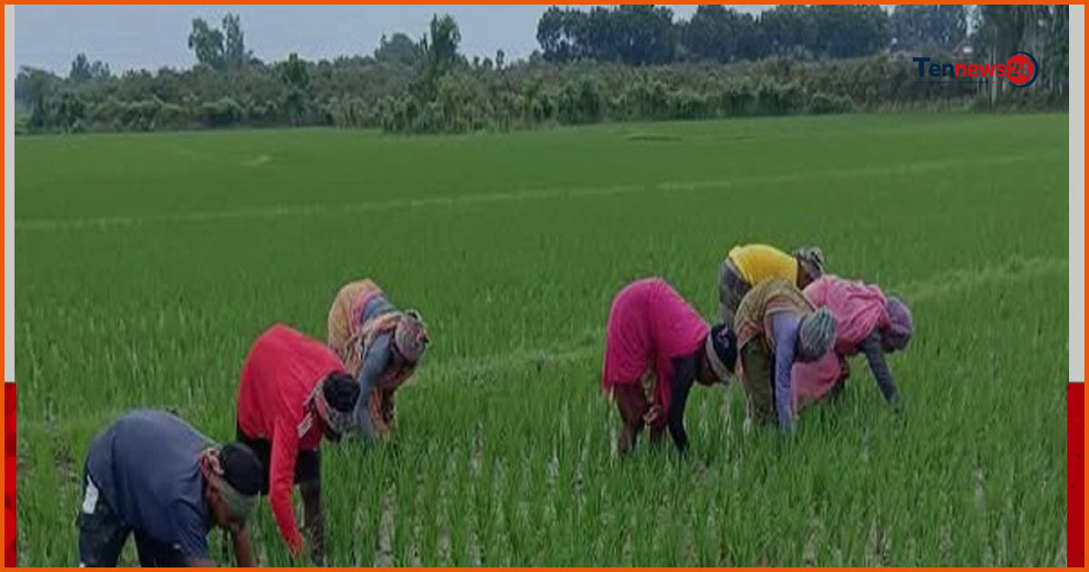 চাঁপাইনবাবগঞ্জের বরেন্দ্রে আমন ধানের পরিচর্যায় ব্যস্ত কৃষকরা