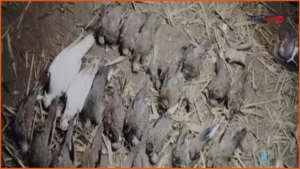 চুয়াডাঙ্গায় বিষ দিয়ে শতাধিক পাখি হত্যা, জমির মালিককে জরিমানা