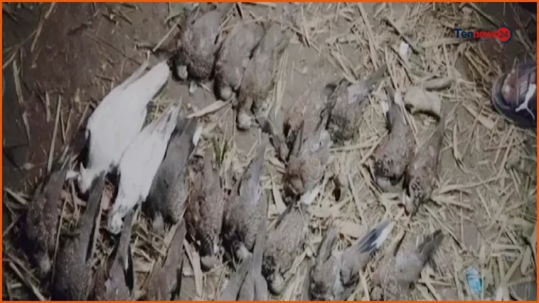 চুয়াডাঙ্গায় বিষ দিয়ে শতাধিক পাখি হত্যা, জমির মালিককে জরিমানা