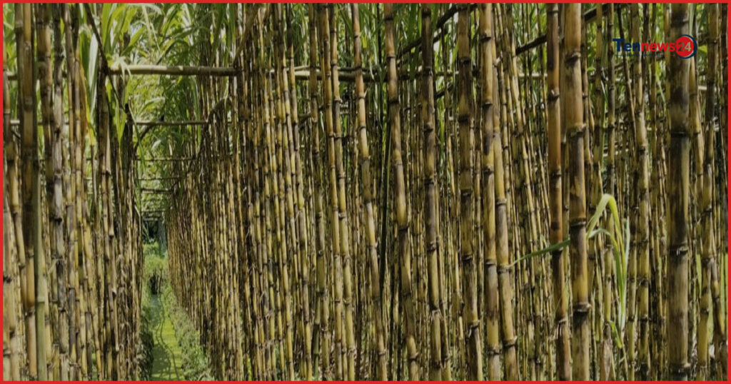 বরুড়ায় আখের বাম্পার ফলন, ভালো দামে হাসি কৃষকের মুখে