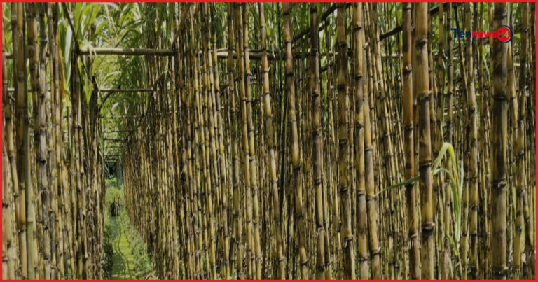 বরুড়ায় আখের বাম্পার ফলন, ভালো দামে হাসি কৃষকের মুখে