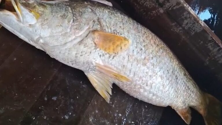 ভোলার মেঘনায় জেলের জালে ১৬ কেজির বিশাল কোড়াল, বিক্রি ২৪ হাজারে