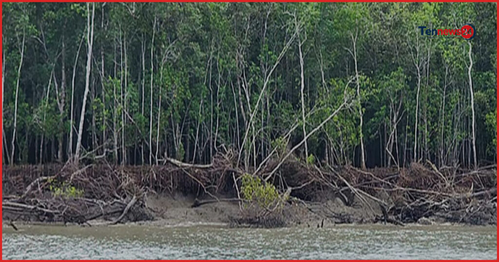 সুন্দরবনে অভিযান: পাচারের সময় গরান কাঠসহ নৌকা জব্দ