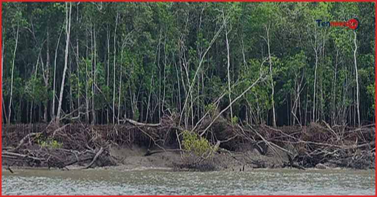 সুন্দরবনে অভিযান: পাচারের সময় গরান কাঠসহ নৌকা জব্দ
