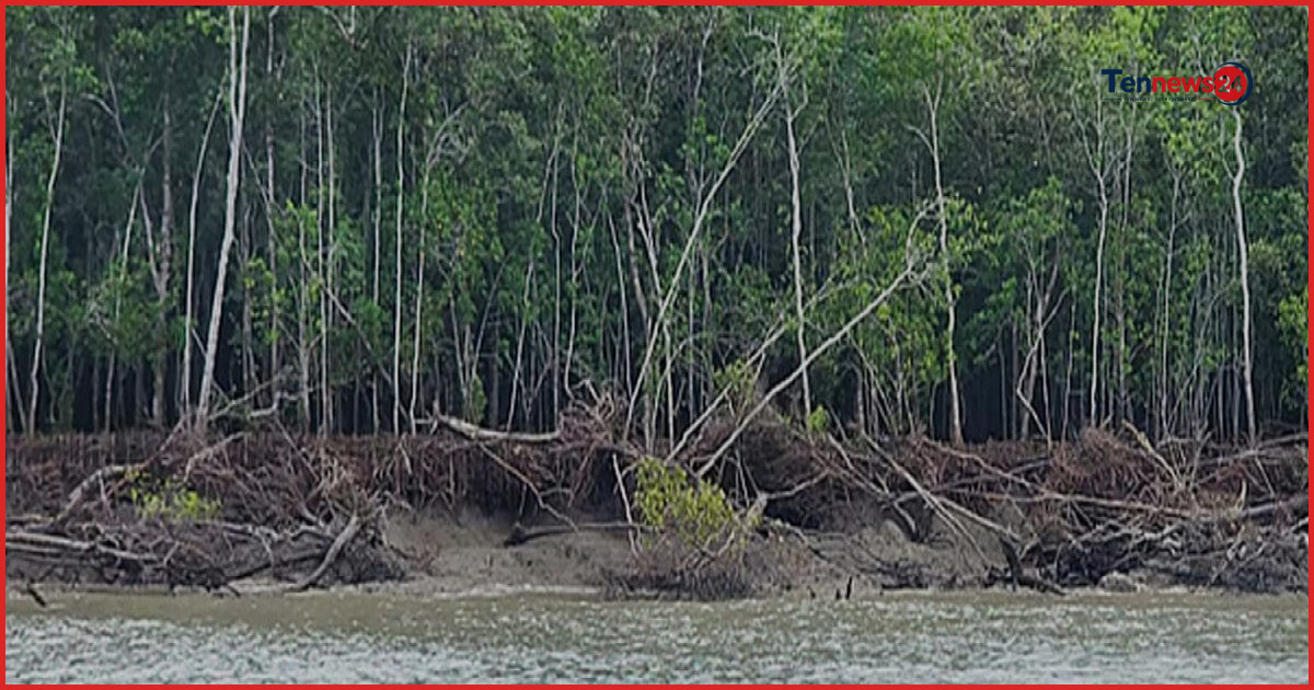 সুন্দরবনে অভিযান: পাচারের সময় গরান কাঠসহ নৌকা জব্দ