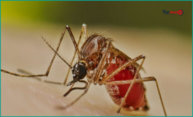 ডেঙ্গুতে আরও ৫ জনের মৃত্যু, হাসপাতালে ভর্তি ১১১০ জন