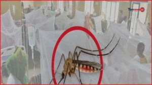 ডেঙ্গুতে আরও ৮ মৃত্যু, হাসপাতালে নতুন ভর্তি ১৭৩৩ জন
