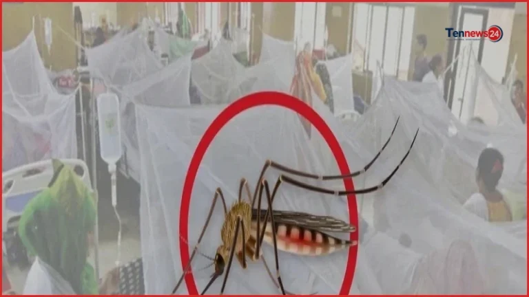 ডেঙ্গুতে আরও ৮ মৃত্যু, হাসপাতালে নতুন ভর্তি ১৭৩৩ জন
