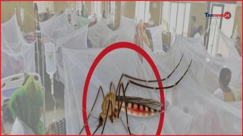 ডেঙ্গুতে আরও ৮ মৃত্যু, হাসপাতালে নতুন ভর্তি ১৭৩৩ জন