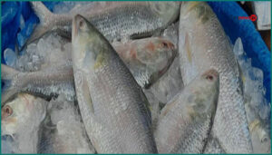 দেশে ইলিশের জোগান বাড়াতে প্রথমবারের মতো ভারত থেকে আমদানি