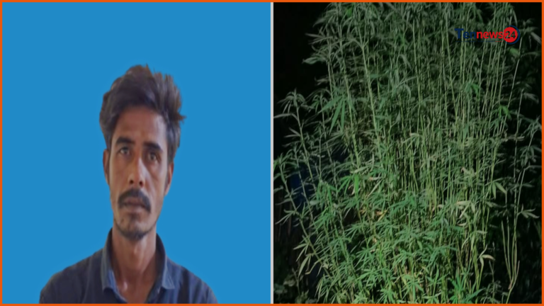নলডাঙ্গায় গাঁজার গাছসহ এক মাদককারবারি গ্রেফতার, পলাতক ভাই