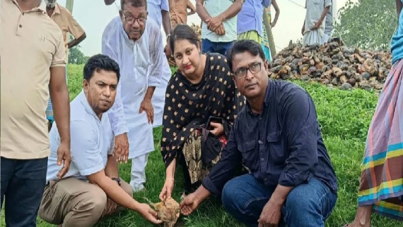 শাহজাদপুরে যমুনার তীরে তালবীজ বপন শুরু, কমবে বজ্রপাতের ঝুঁকি