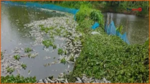শ্রীপুরে পুকুরে বিষ প্রয়োগে সাড়ে ১৬ হাজার মাছ নিধন