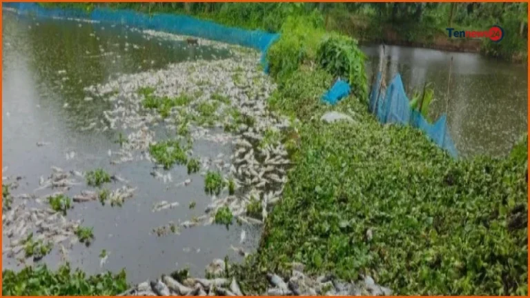 শ্রীপুরে পুকুরে বিষ প্রয়োগে সাড়ে ১৬ হাজার মাছ নিধন