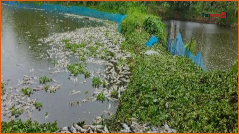 শ্রীপুরে পুকুরে বিষ প্রয়োগে সাড়ে ১৬ হাজার মাছ নিধন