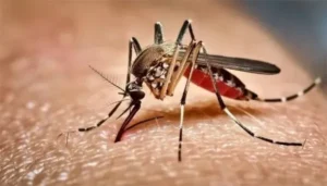 ২৪ ঘণ্টায় ডেঙ্গুতে ৪ মৃত্যু, নতুন আক্রান্ত ১৫১২
