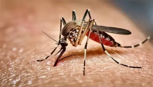 ২৪ ঘণ্টায় ডেঙ্গুতে ৪ মৃত্যু, নতুন আক্রান্ত ১৫১২
