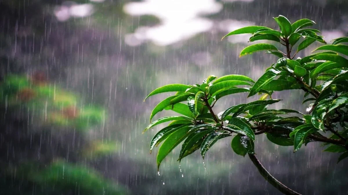 বঙ্গোপসাগরে লঘুচাপের প্রভাব ও আজকের আবহাওয়ার পূর্বাভাস