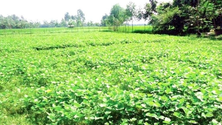 সিরাজগঞ্জের যমুনার চরে মাশকলাইয়ে লাভের স্বপ্ন দেখছেন কৃষকরা