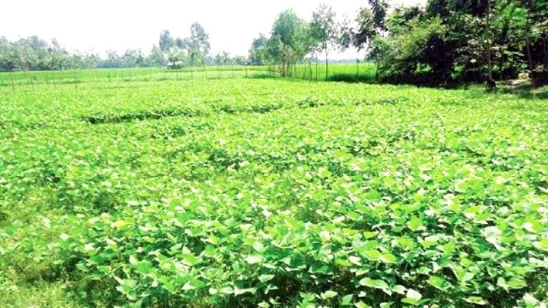 সিরাজগঞ্জের যমুনার চরে মাশকলাইয়ে লাভের স্বপ্ন দেখছেন কৃষকরা
