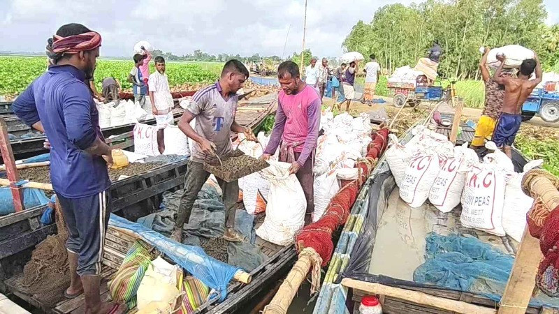 চলনবিলে অবাধে শামুক-ঝিনুক নিধন, ঝুঁকিতে জলজ জীববৈচিত্র্য