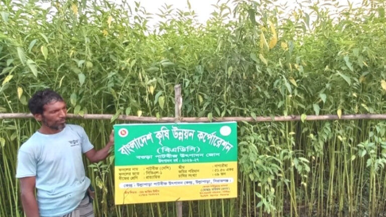 সিরাজগঞ্জে পাট বীজ উৎপাদনে ঝুঁকছেন চাষিরা
